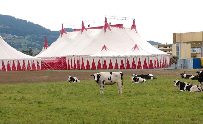 Ein Zirkus ohne Zirkus