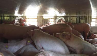 699 Ferkel im LKW