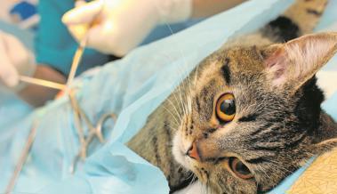 Mehr als 400 Katzen kastriert