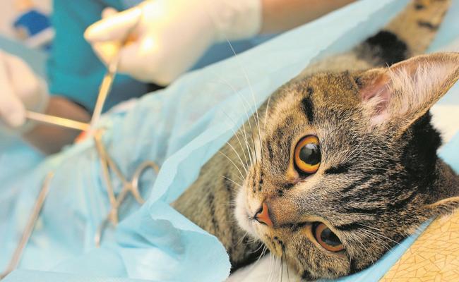 Mehr als 400 Katzen kastriert