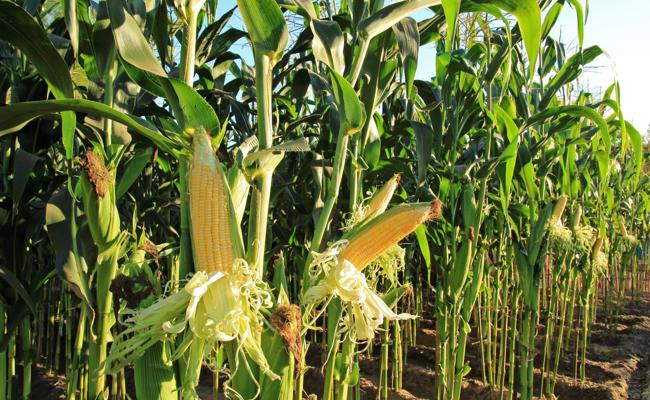 Maisanbau im nächsten Jahr eingeschränkt