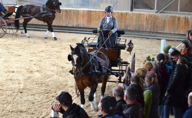 Best of Freibergerhengste an der Ostschweizer Hengstpräsentation