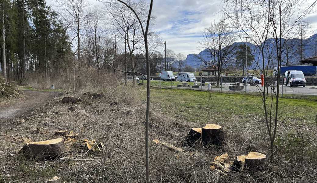 In unmittelbarer Nähe zum Autobahn-Rastplatz wurden 50 bis 60 Bäume gefällt. 
