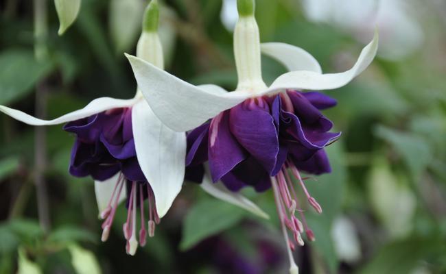 Garten: Essbare Blüten in aller Munde