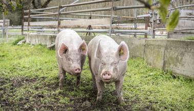 Schweine vernachlässigt
