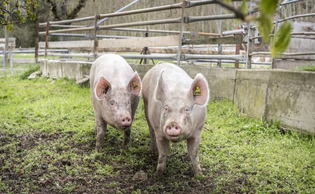Schweine vernachlässigt