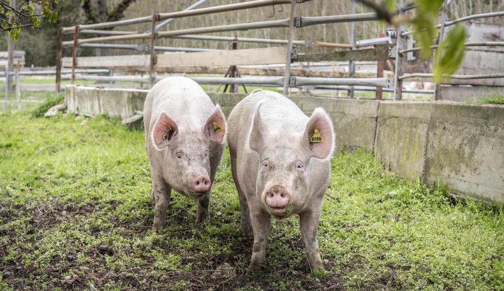 Von einer solch paradiesischen Umgebung konnten die Tiere, für die der Betriebsleiter zuständig war, nur träumen. Von einer solch paradiesischen Umgebung konnten die Tiere, für die der Betriebsleiter zuständig war, nur träumen.
