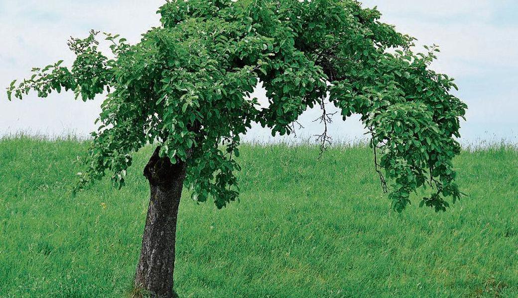 Ein alter Apfelbaum spendet mitten im Feld Schatten für ein Picknick.