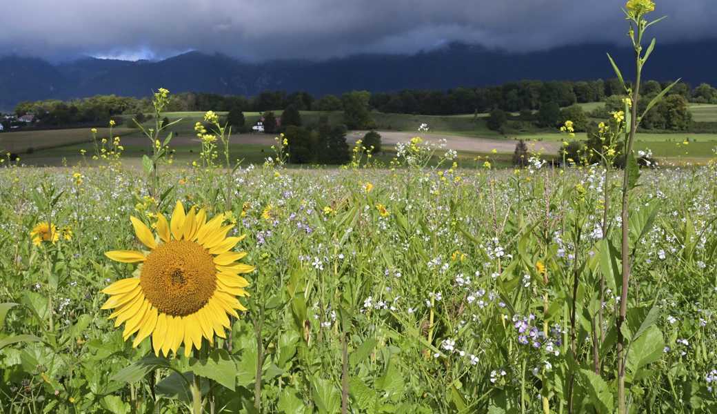 Bei einer blühenden Wiese kommt es nicht nur auf die Fläche an – auch auf die Qualität.
