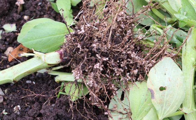 Garten: Pflanzen stehen sich selbst nah