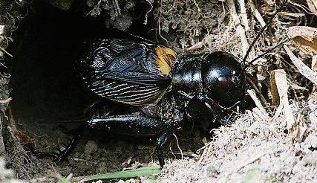 Ein Feldgrillen-Männchen vor seiner Wohnhöhle. 