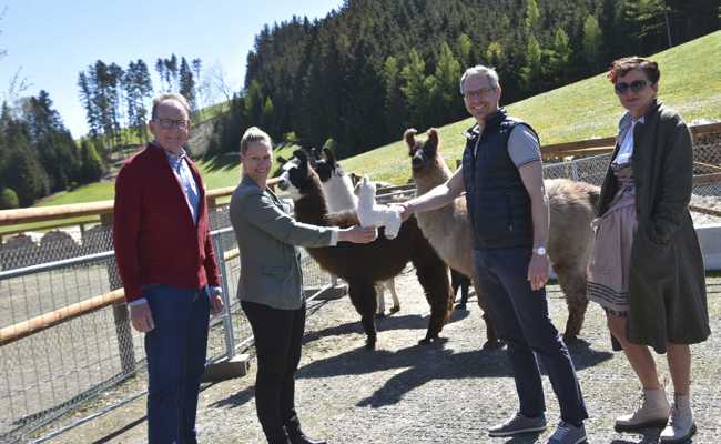 Drei Lamas zogen im «Waldheim» ein, das vierte muss zuerst noch in die Schule gehen