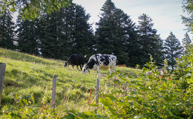 Frust über frühes Ende des Alpsommers: Rheintaler Alpen rüsten sich für die Zukunft
