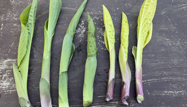 Die Triebe der Hostas sind essbar, sie schmecken wie Spargel