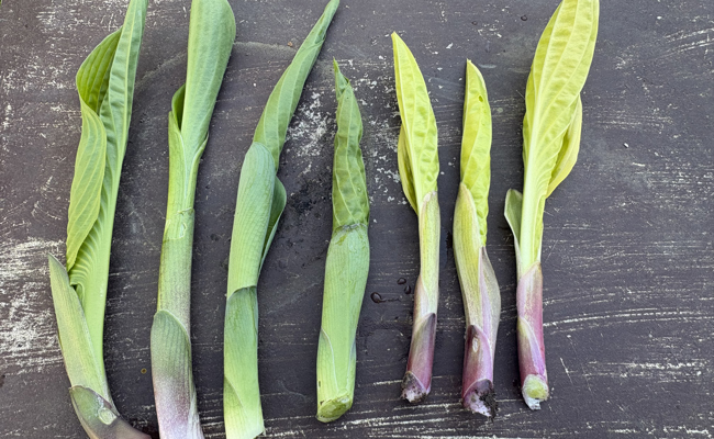 Die Triebe der Hostas sind essbar, sie schmecken wie Spargel