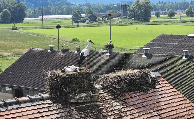 Mehr als die Hälfte der Jungstörche sind völlig durchnässt erbärmlich erfroren