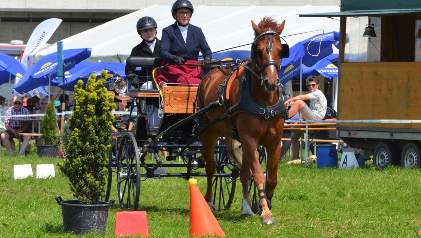 Die Fahrerin Eveline Segmüller war für den organisierenden Pferdezuchtverein Rheintal unterwegs. Die Fahrerin Eveline Segmüller war für den organisierenden Pferdezuchtverein Rheintal unterwegs.