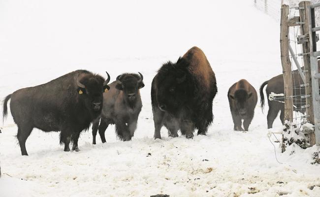 «Wilder Westen» im fernen Osten