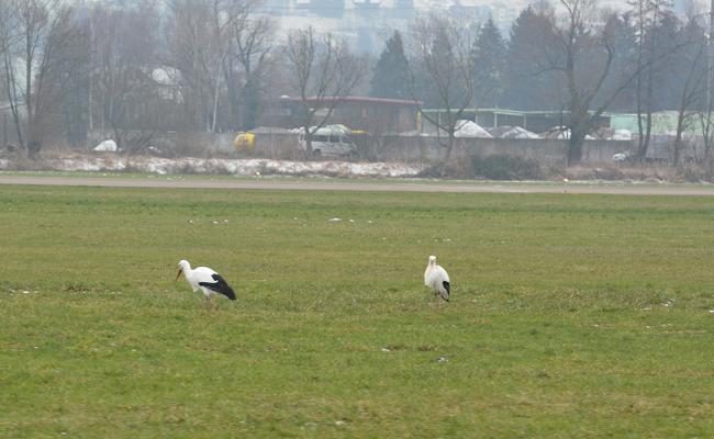 Störchen ist WEF-Flugverkehr egal