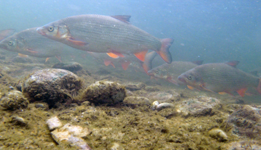 Kraftwerk ist kein Hindernis mehr: Eine Treppe für die Fische gebaut