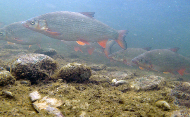 Kraftwerk ist kein Hindernis mehr: Eine Treppe für die Fische gebaut