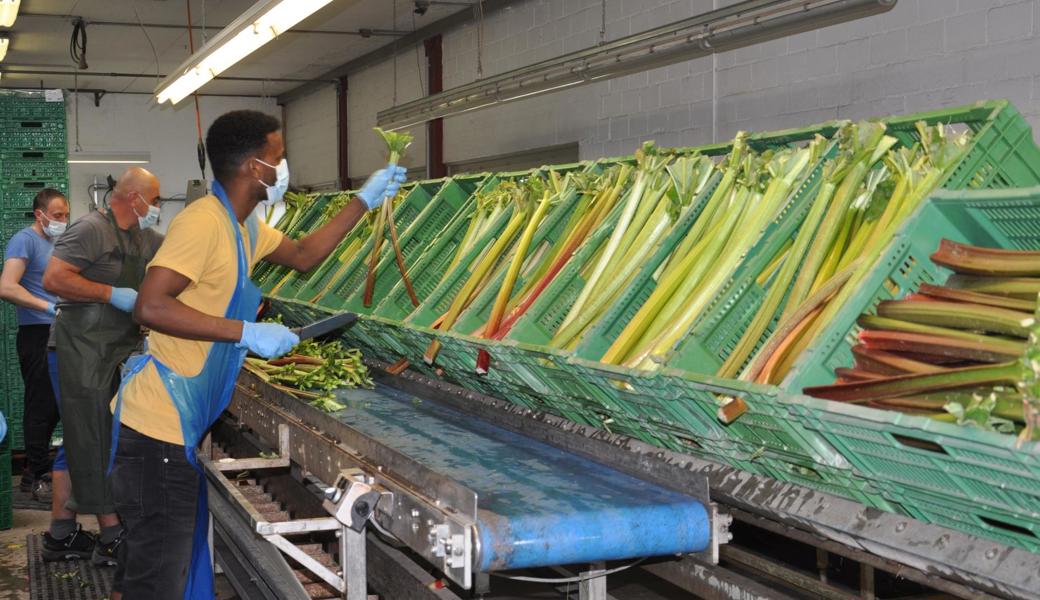 In der Gemüsezentrale ProVerda in Rebstein an der Balgacherstrasse wird derzeit das Gemüse verpackt. In der von der Fahrmaadhof AG geplanten neuen Gemüsehalle soll dereinst gerüstet, gelagert und verpackt werden. 