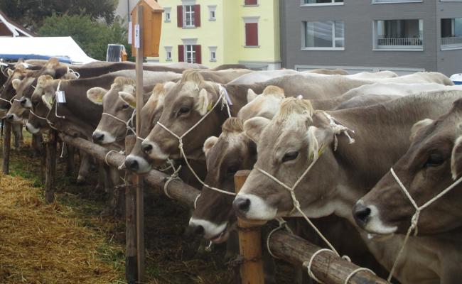 Wochenende im Zeichen zweier Viehschauen
