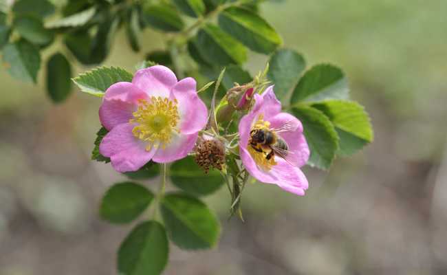 Die Königin der Blumen hat mit ihren vielen Sorten für jeden Geschmack etwas zu bieten