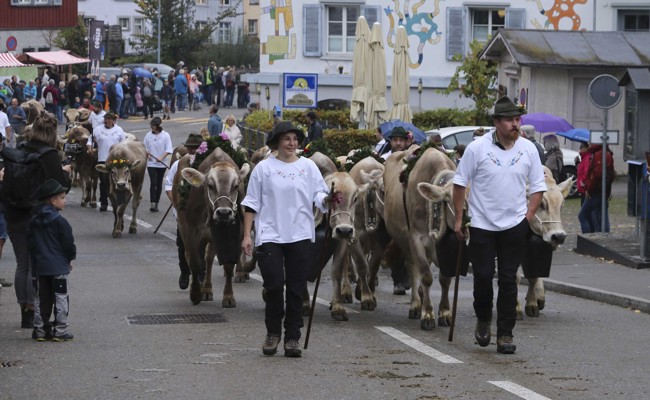 Tradition wird erlebbar gemacht: Adrian Eugster nimmt mit Bulle Divano an der Viehschau teil