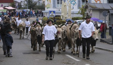 Tradition wird erlebbar gemacht: Adrian Eugster nimmt mit Bulle Divano an der Viehschau teil