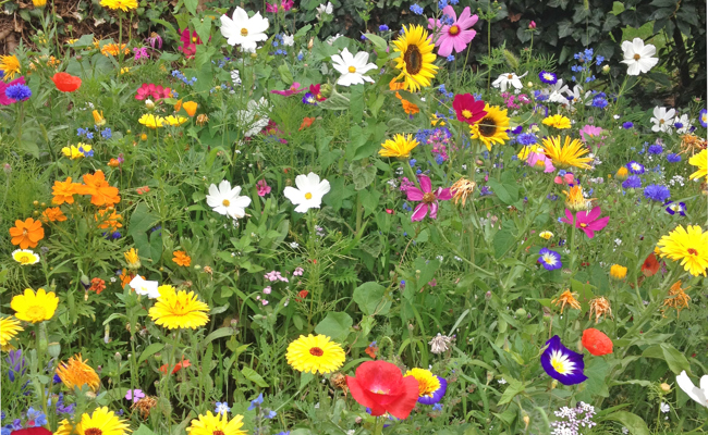 Eine mehrjährige Blumenwiese aus einheimischen Wildarten will gut geplant sein