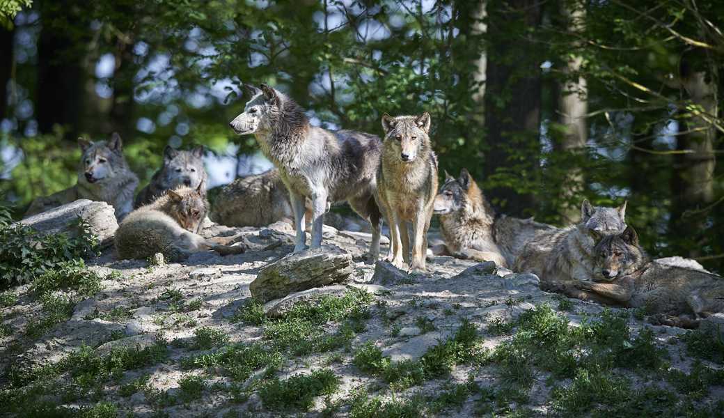 Ob sich die Männer in der Geschichte beim Blick in die Wolfsaugen fürchten, oder ans Kopfgeld denken, hängt von ihrer Sichtweise ab.