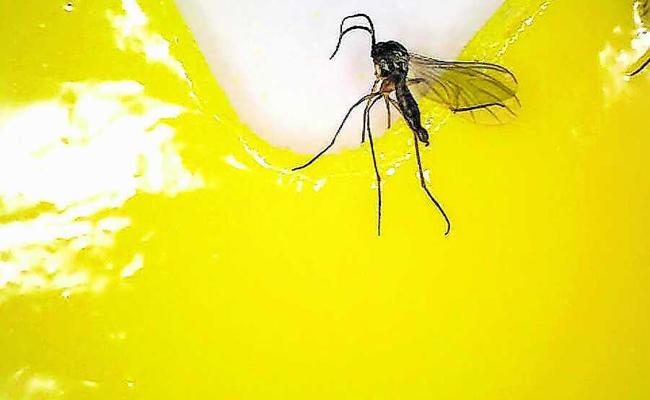 Garten: Larven der Trauermücken