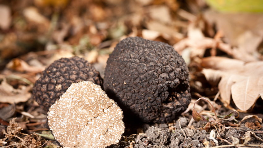 Dunkelbraun und knollig steckt der Trüffel in den Wurzeln der Bäume. Dunkelbraun und knollig steckt der Trüffel in den Wurzeln der Bäume.