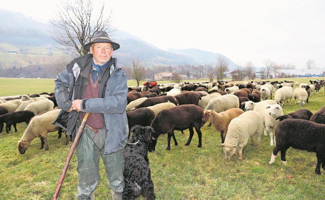 Mit 400 Schafen durch den Winter