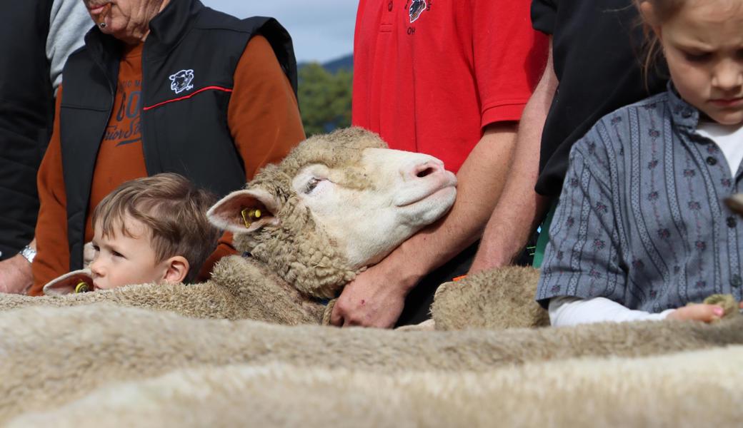 Gegen 200 Schafe waren an der Schau in Kriessern zu sehen. 