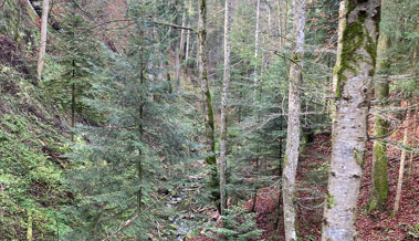 Aus den Schutzwäldern wird Holz ausgeflogen