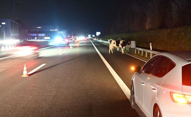 Viehanhänger mit drei Rindern drin auf Autobahn gekippt