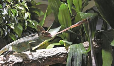 Exotische Echsen im Rheinpark
