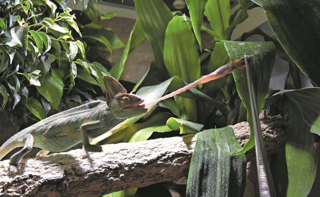 Exotische Echsen im Rheinpark