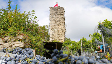 Rekordfrühe Weinlese: Rheintaler Winzer erwarten heuer einen Spitzenjahrgang