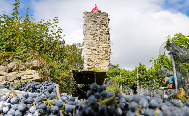Rekordfrühe Weinlese: Rheintaler Winzer erwarten heuer einen Spitzenjahrgang