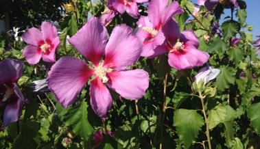 Jetzt Gehölze richtig zurückschneiden und Blütenfülle sichern