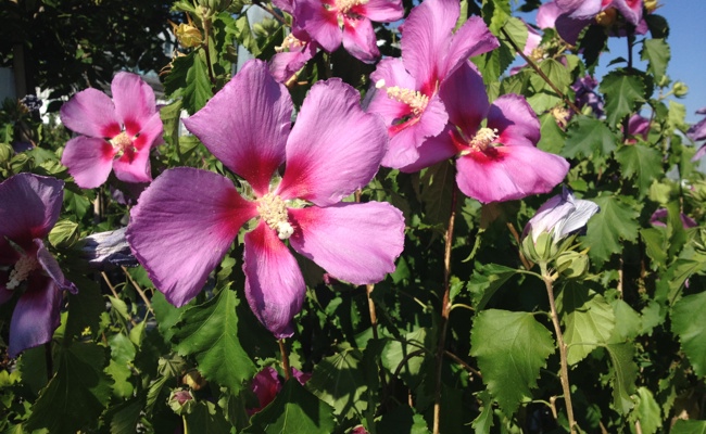 Jetzt Gehölze richtig zurückschneiden und Blütenfülle sichern