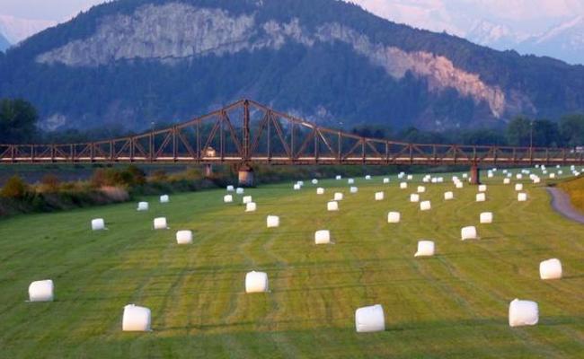 Rheinvorland soll Wiesland bleiben