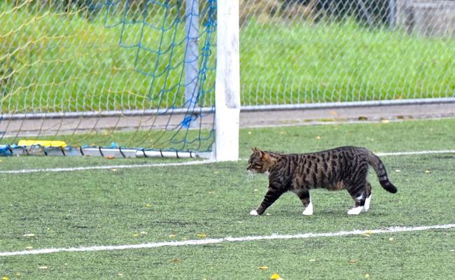 Bewerbungen für die 4. Liga