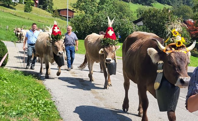 Wegen des schlechten Wetters im Juli: Alpabfahrt um eine Woche vorverlegt