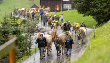 Nach einem schönen Alpsommer kehrt die geschmückte Herde von Marlis Möhr und Urs Eugster heim Nach einem schönen Alpsommer kehrt die geschmückte Herde von Marlis Möhr und Urs Eugster heim