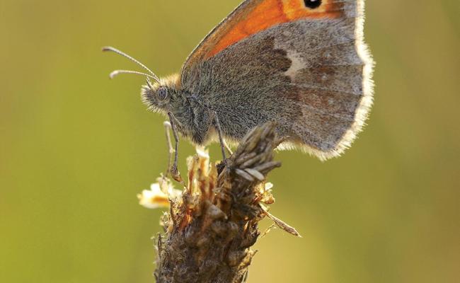 Mehr Natur im Garten als Beitrag gegen den Artenrückgang
