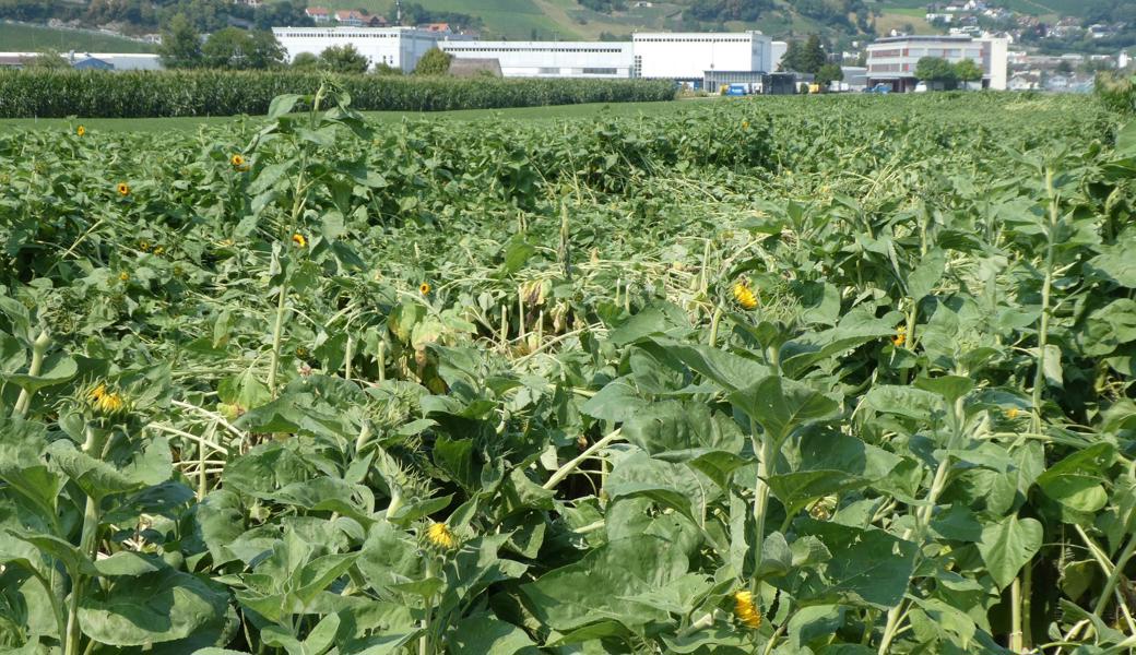 Einen Teil der Sonnenblumen hat der Bernecker Landwirt vor dem Unwetter ernten können. Etwa ein Drittel der Pflanzen liegt nun geknickt auf dem Feld.